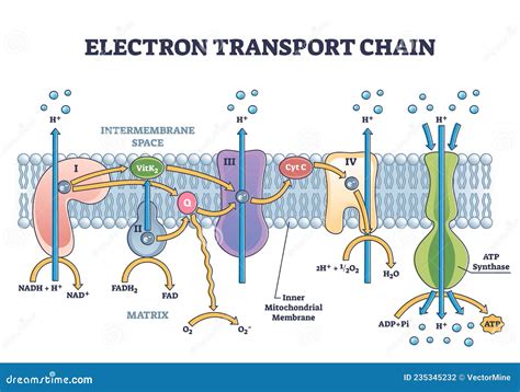 15.4: The Electron Transport Chain .